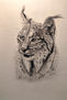 Iberian lynx