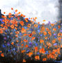 Orange poppies