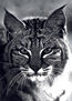 LINCE