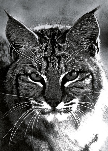 Lince