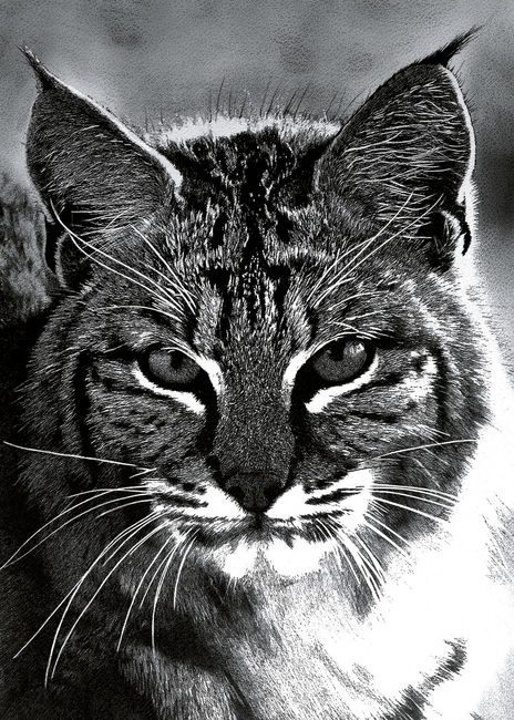 Lince