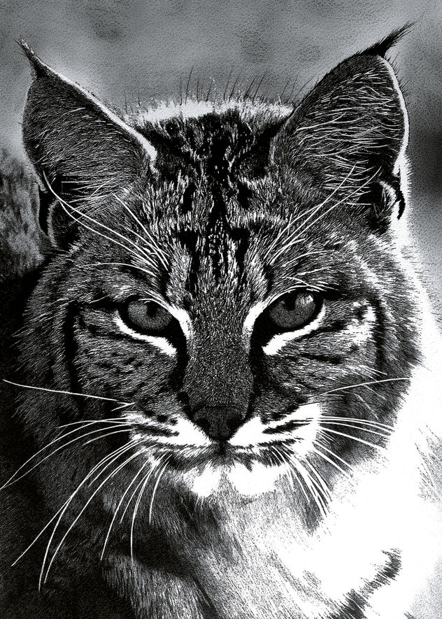 LINCE
