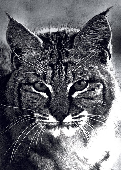 LINCE Técnica Mixta