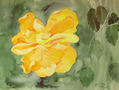 Hibisco doble amarillo