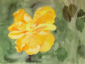Hibisco doble amarillo