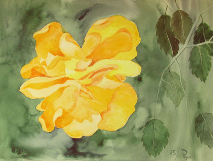 Hibisco doble amarillo