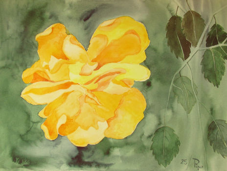 Hibisco doble amarillo