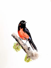 El Pájaro Colorido
