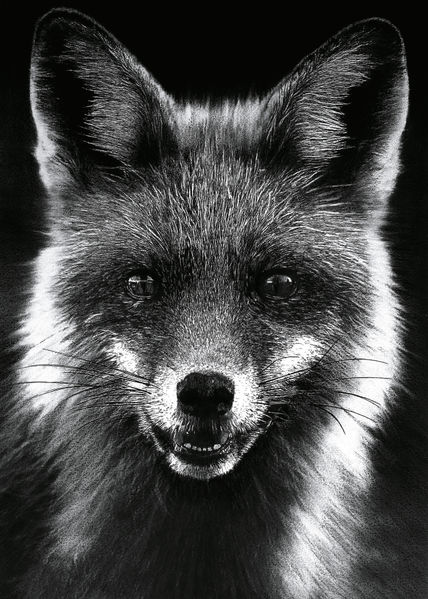 Zorro