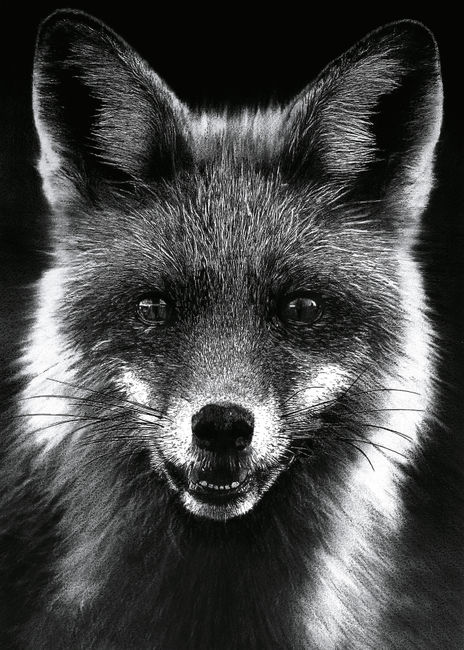 Zorro