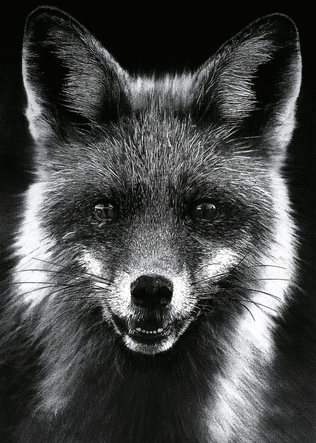 ZORRO