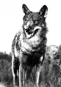 Lobo
