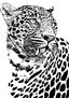 Leopardo