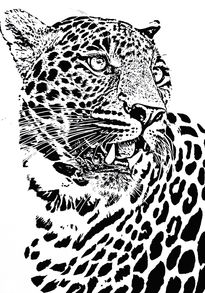 Leopardo