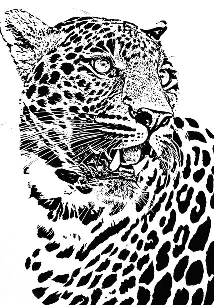 Leopardo