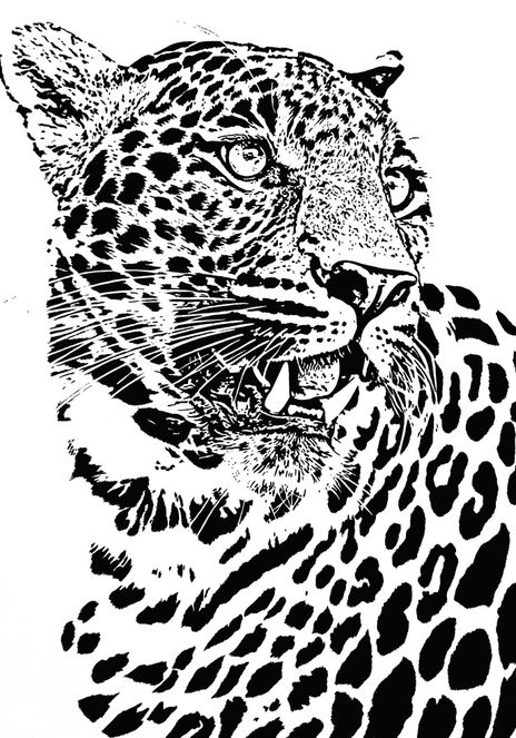 Leopardo