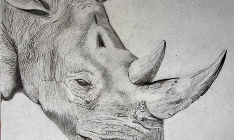 Animales