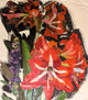 Lilium