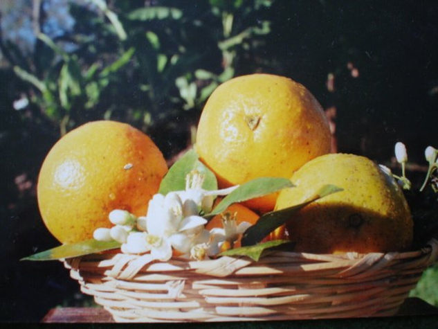 CESTA DE NARANJAS Y AZAHARES 