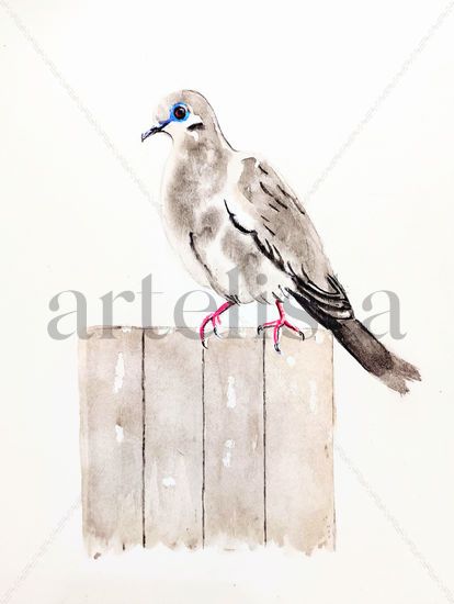 La Tórtola Cordillerana / The Black-winged Dove Watercolour Paper Animals
