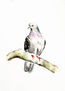 La Paloma Doméstica / The Feral Pigeon