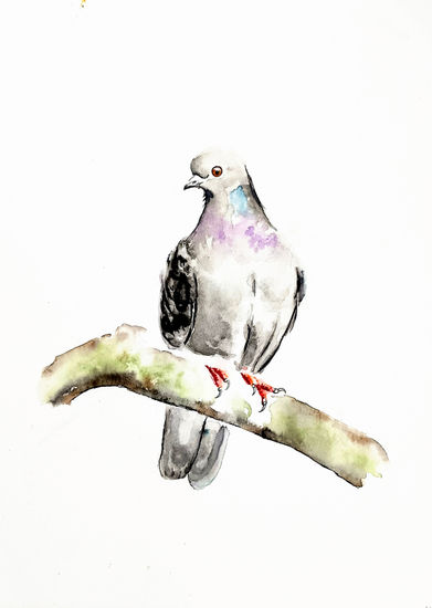 La Paloma Doméstica / The Feral Pigeon Watercolour Paper Animals