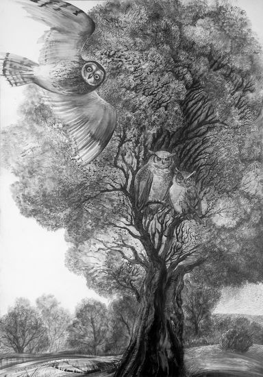 Owls Tinta