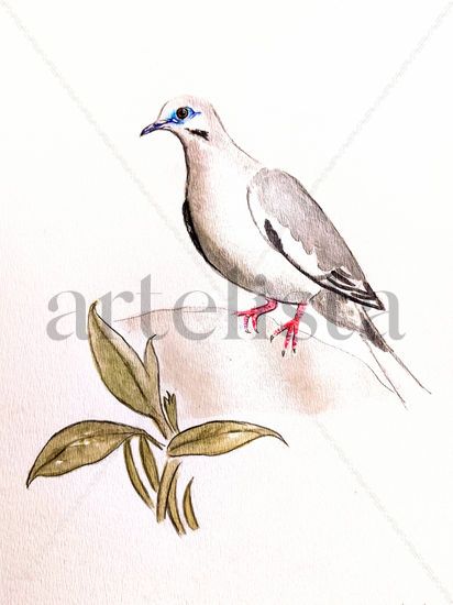 La Tórtola Cordillerana II / The Black-winged Dove II Acuarela Papel Animales