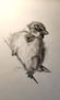 Sparrow