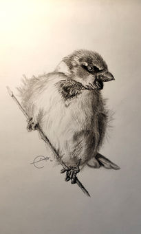 Sparrow