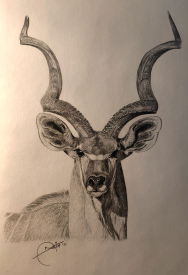 Kudú mayor Graphite