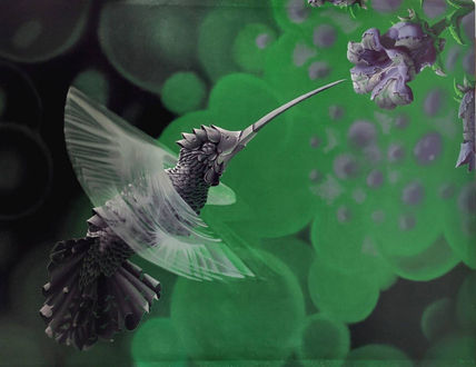 Amazing fly