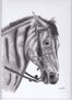 Caballo cebra