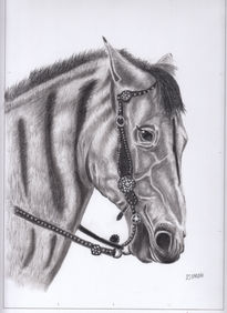 Caballo cebra