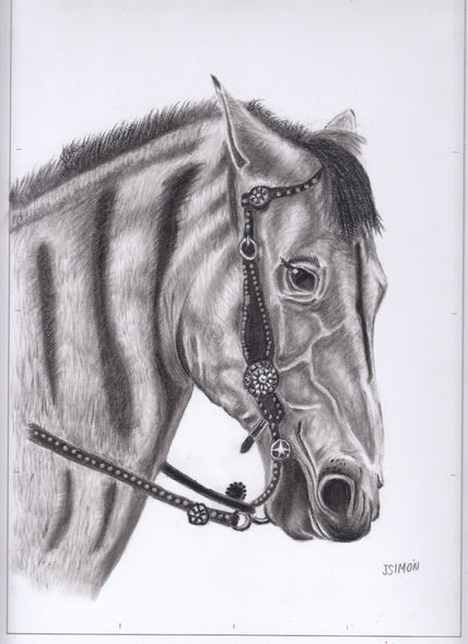 Caballo cebra