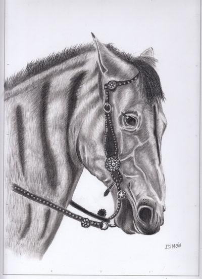 Caballo cebra Charcoal