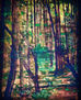 Luz entre los bosques de Garajonay