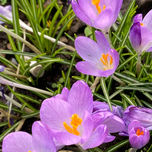 Flores thumbnail 2