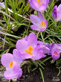 Flores