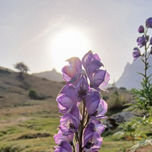 Flores thumbnail 1