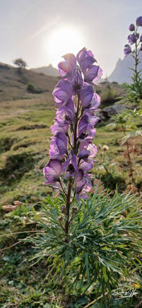 Anapelo Azul