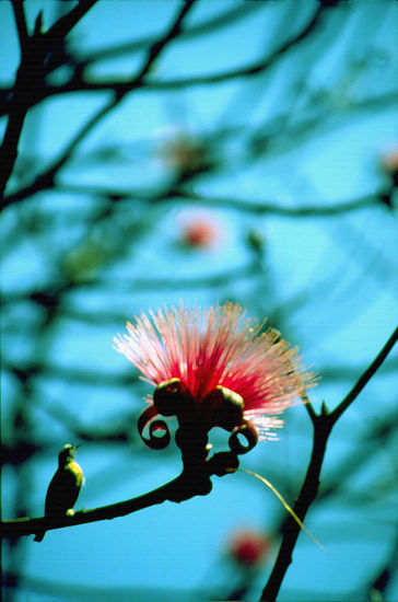 Carolina Naturaleza Color (Química)