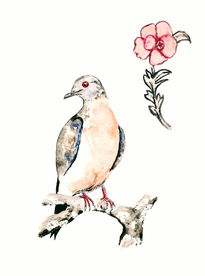 La Paloma Pasajera...