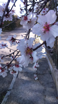 Almendros en flor 1