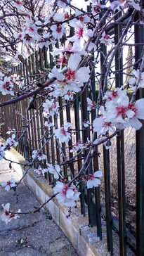 Almendros en flor 2