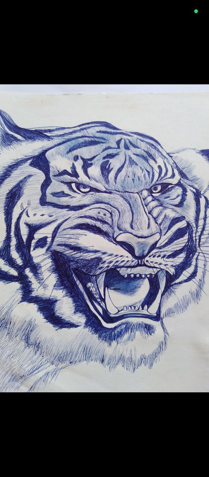 Tigre africano