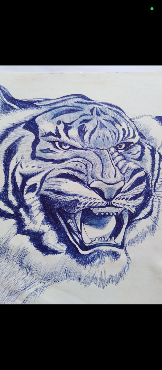 Tigre africano