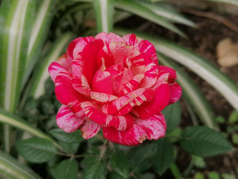 Belleza en rojo