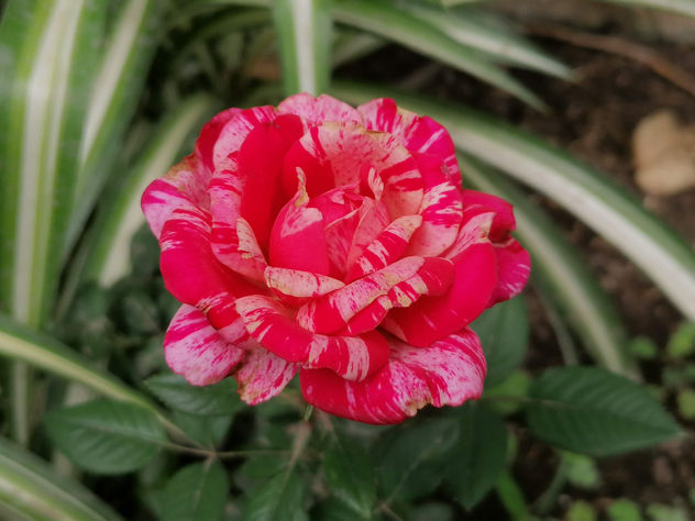 Belleza en rojo