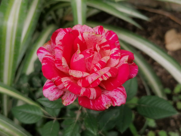 Belleza en rojo Nature Color (Digital)